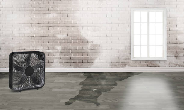 Best 24/7 water damage repair  in Hauula, HI