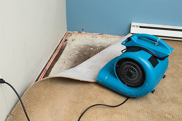 Best Water damage restoration process  in Hauula, HI
